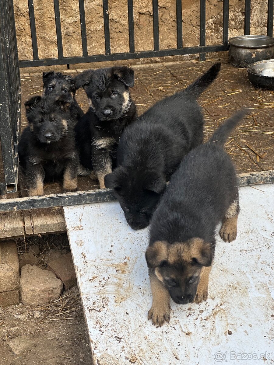 Nemecky ovčiak - 2