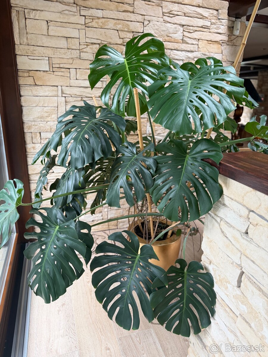 Monstera - 2