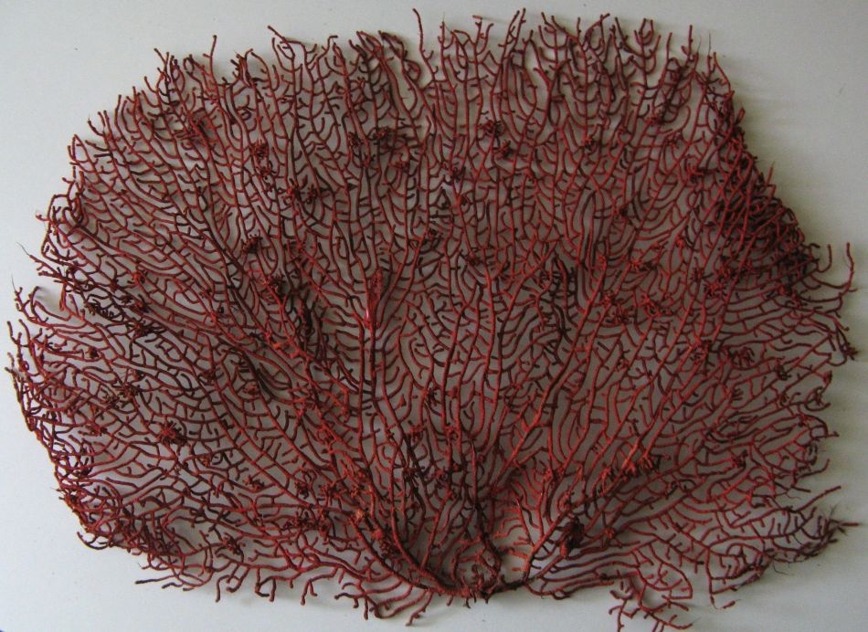 Gorgonie červená- PRODÁNO - 2