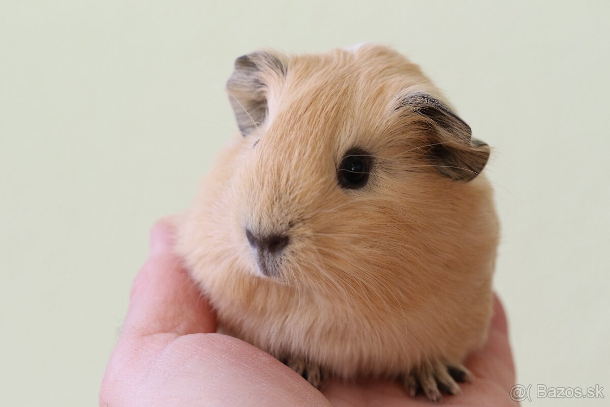 Predám morčatá, samec mesačný, samice ročné - 2