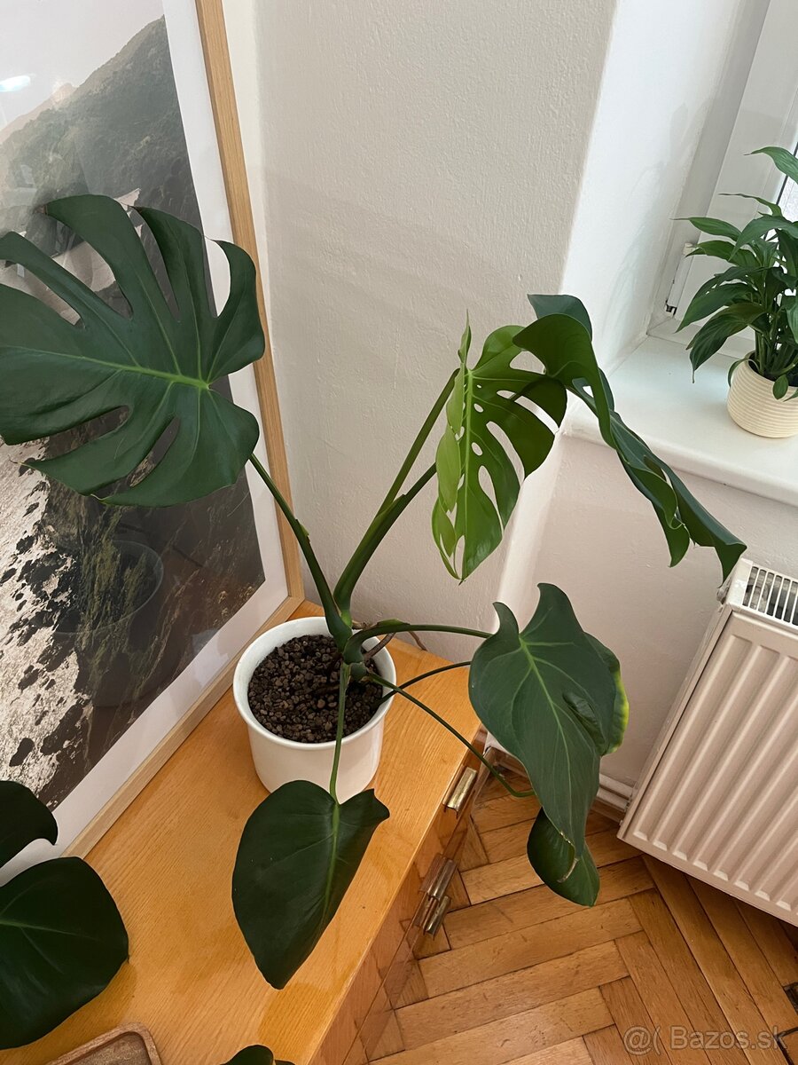 Monstera rastliny - 2