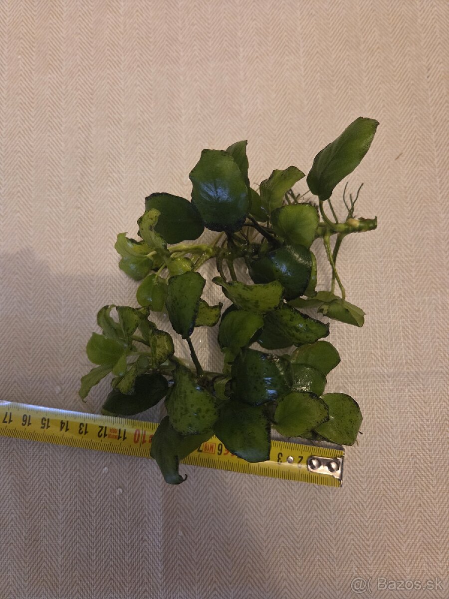 Rastlina Anubias - 2