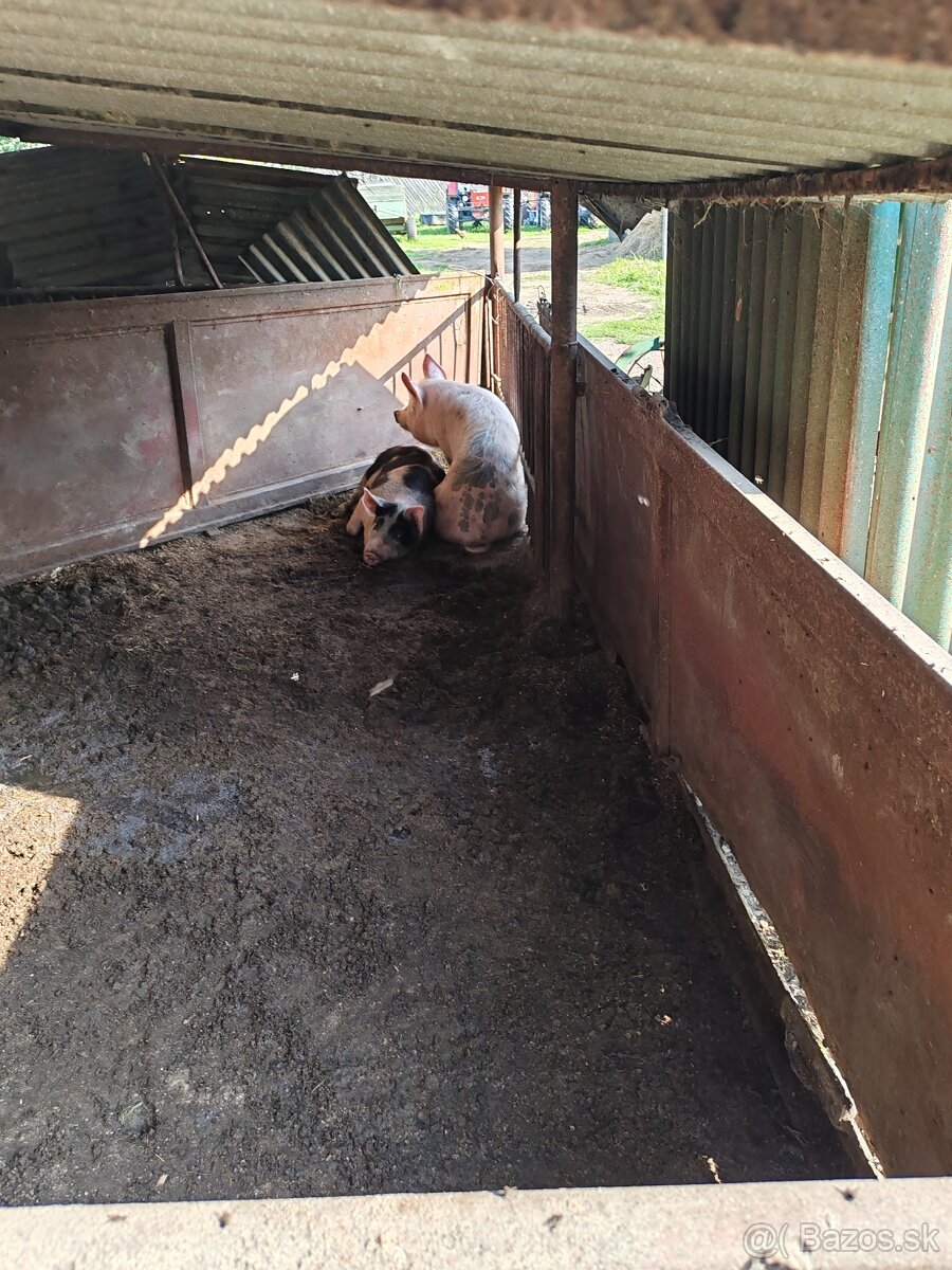 Jatocne prasatá - 2