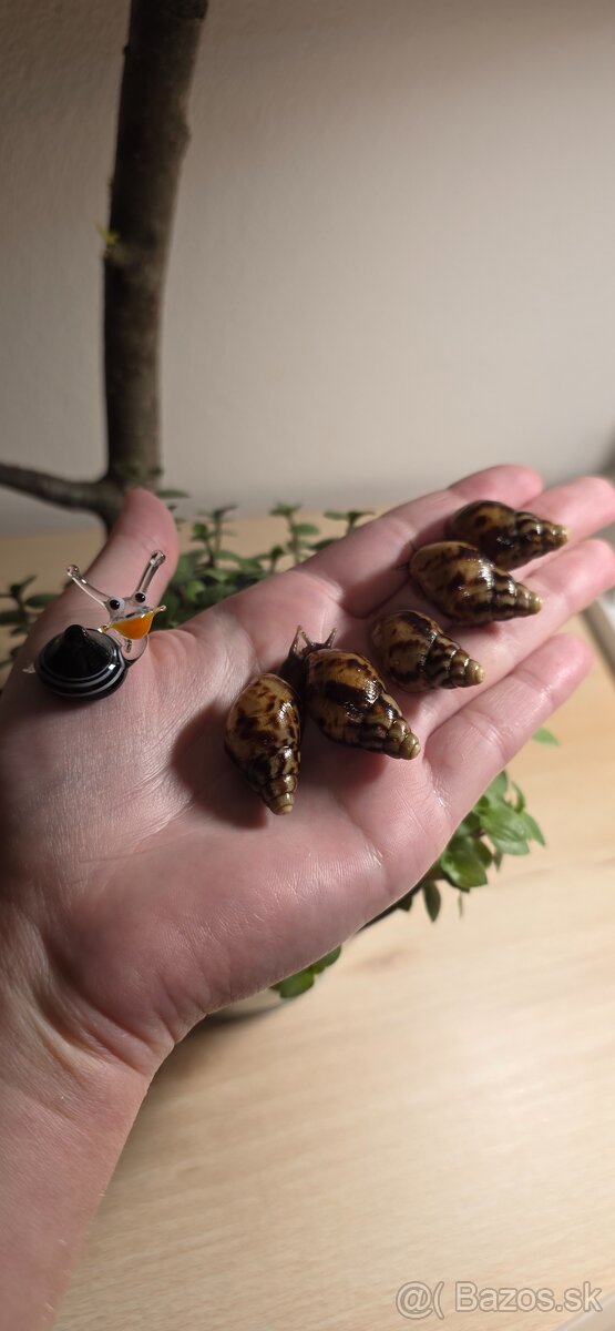 Slimák africký - 2