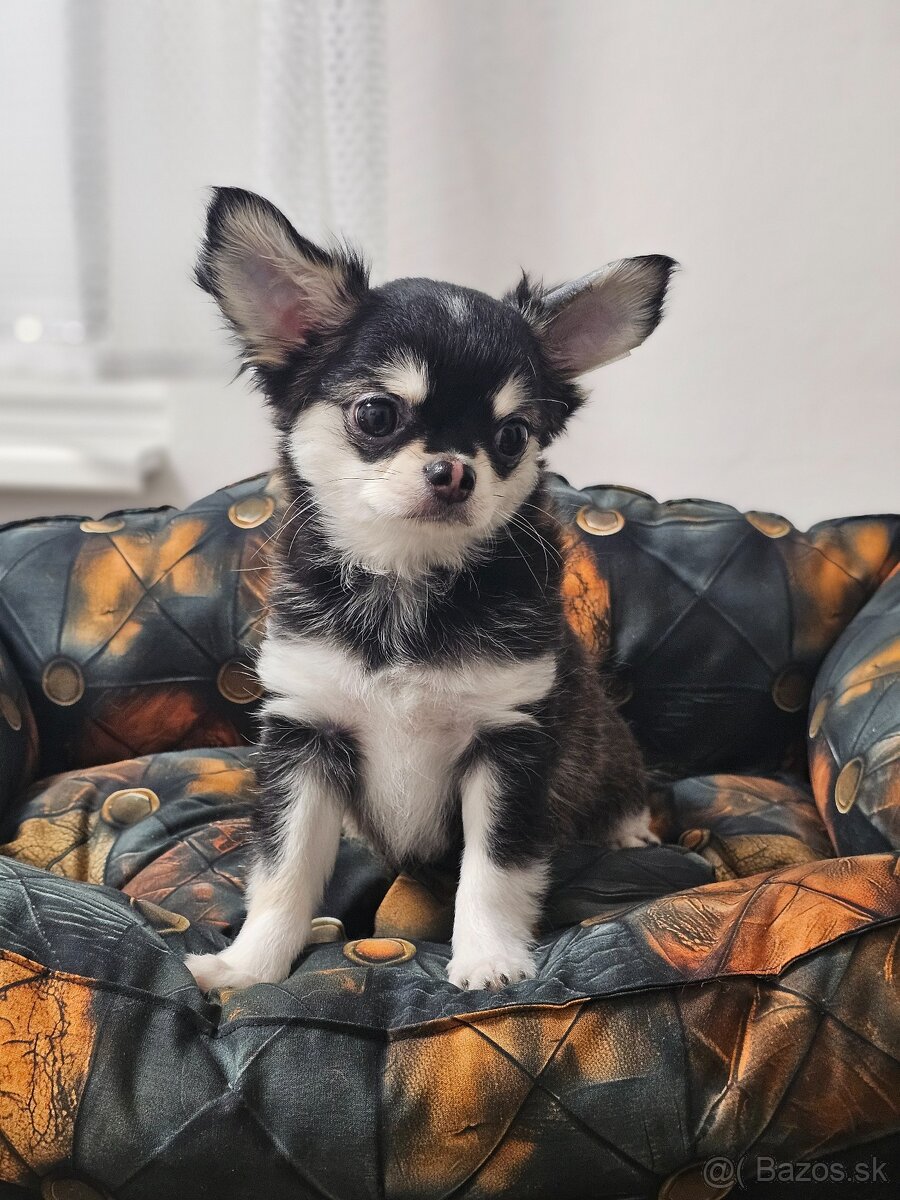 Civava dlhosrstá s PP rodokmen - 2