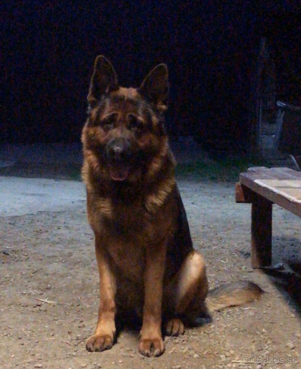 Nemecky ovčiak - 2