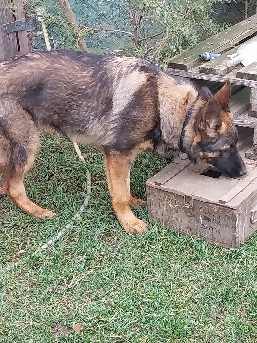 Predám nemeckého ovčiaka - 2