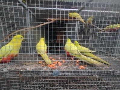 Papagáj Královský žltý predaj - 2