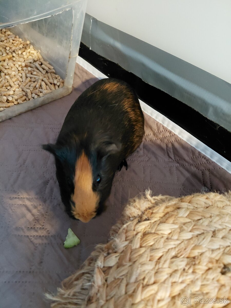 Morčatá aj s príslušenstvom - 2