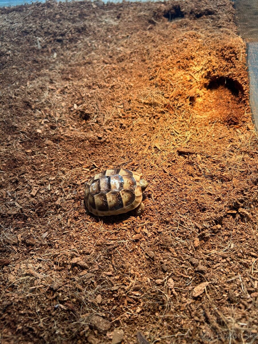 Suchozemské korytnačky s terariom - 2