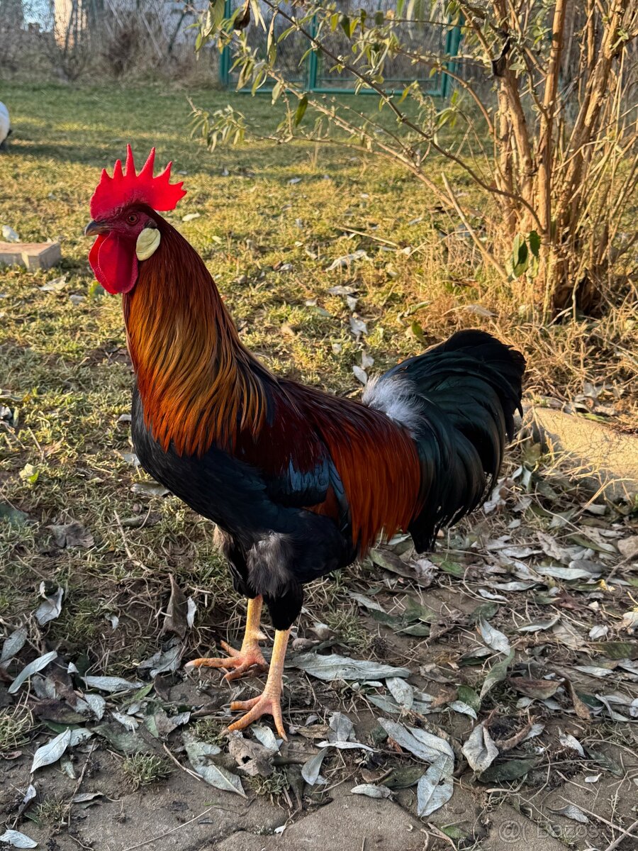 vlaška jarabičia - kohút - 2