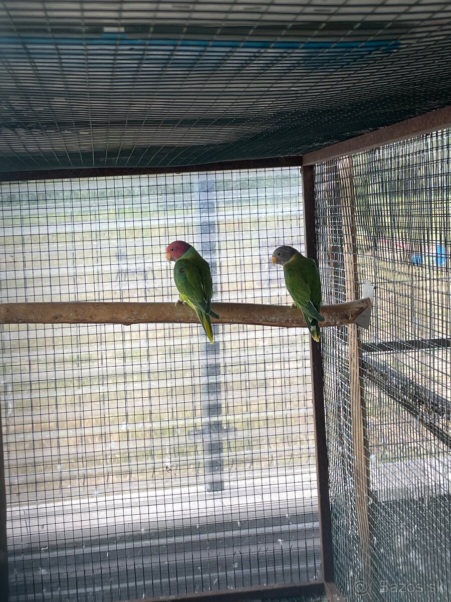 Alexander červenohlavy - 2