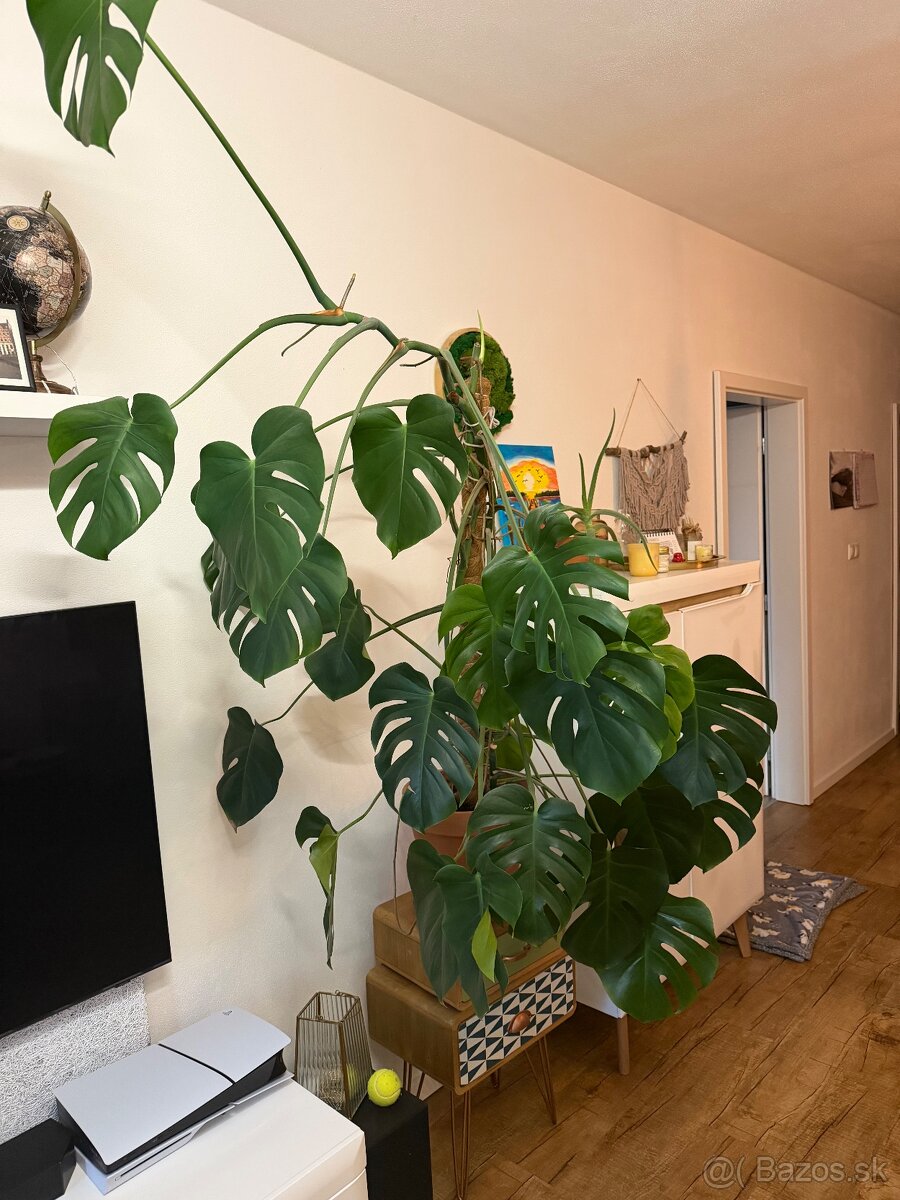 Monstera - 2