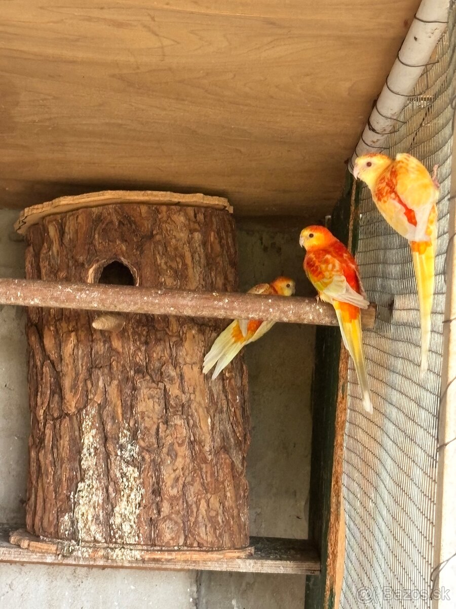 Papagaj spevavy orange - 2
