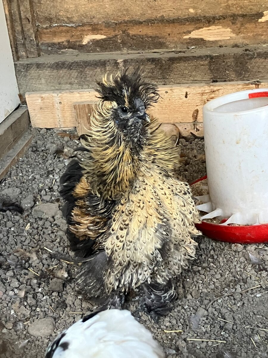 Predám mladého kohúta hodvábničky 🐓 - 2