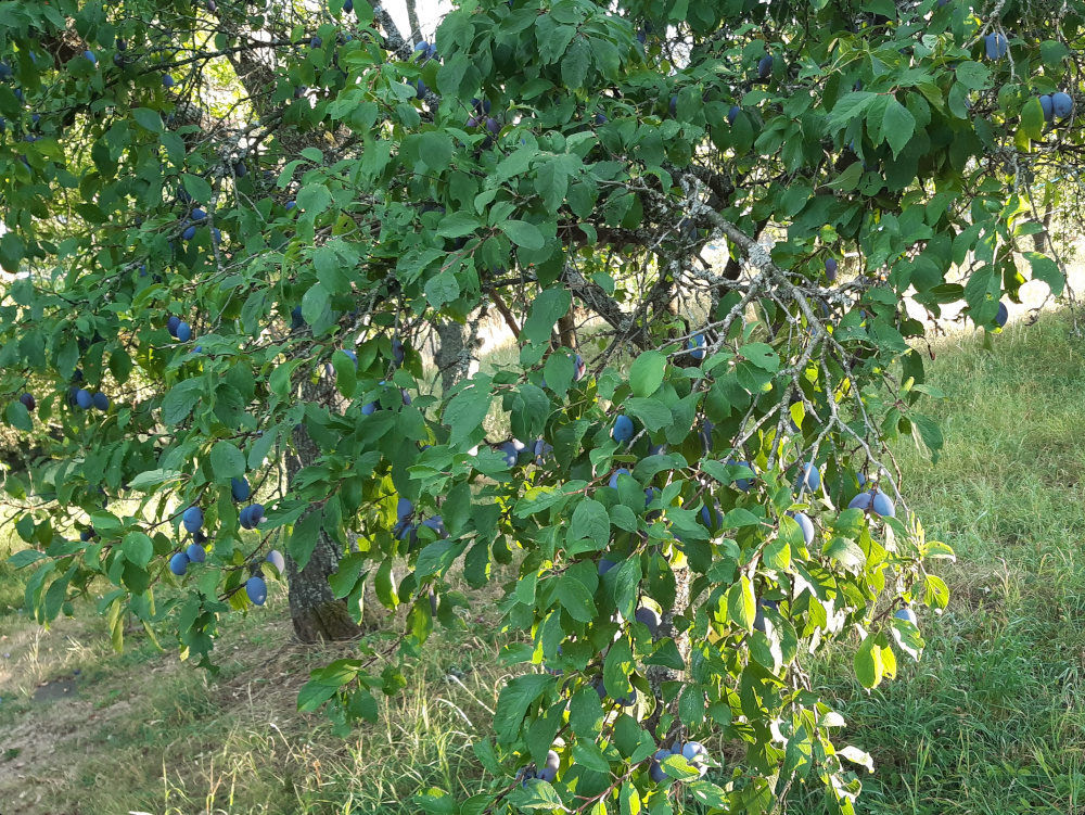 ☀️ Slivky sladké BIO, Kremnica ☀️ - 2