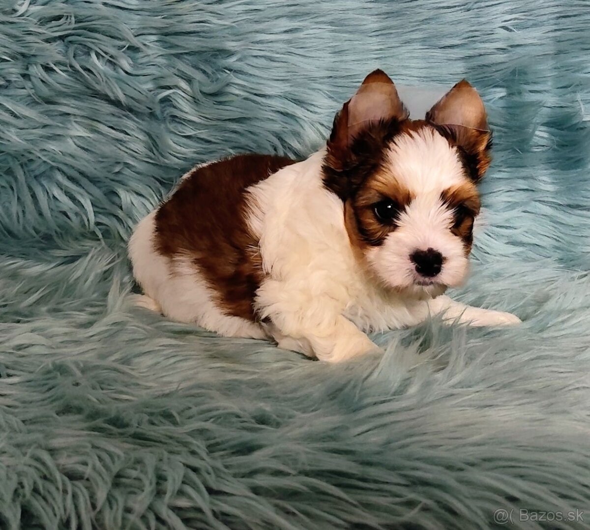 Yorkshire teriér, Biewer, Biro, Yorkshire teriér s PP - 2