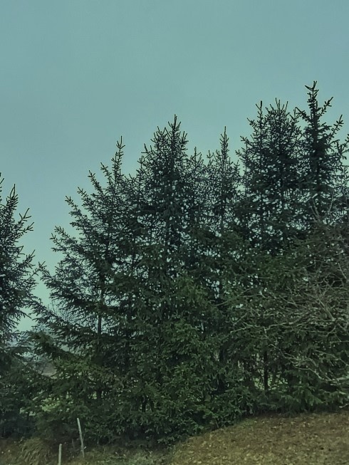 Vianočný stromček - smrek. - 2