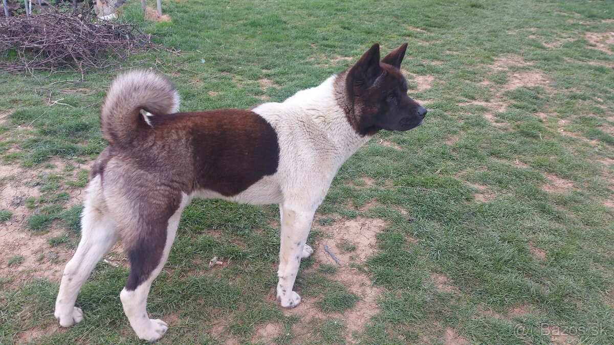 Americká akita - 2
