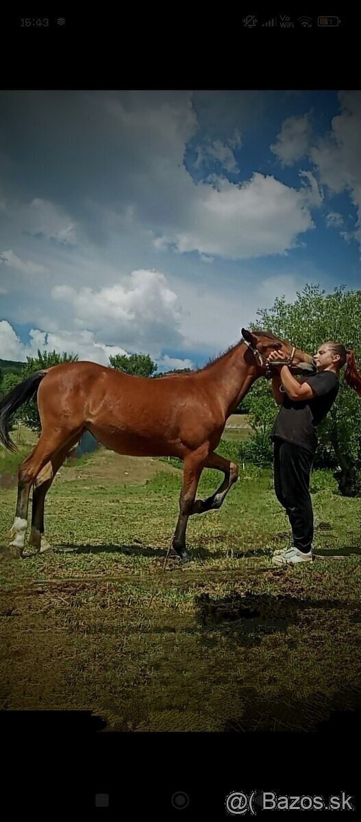 Predám kobylku - 2