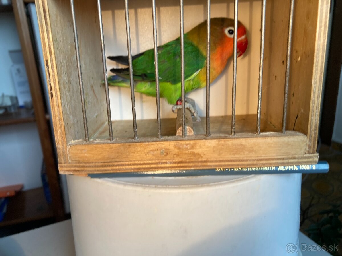 agapornis fischeri - 2