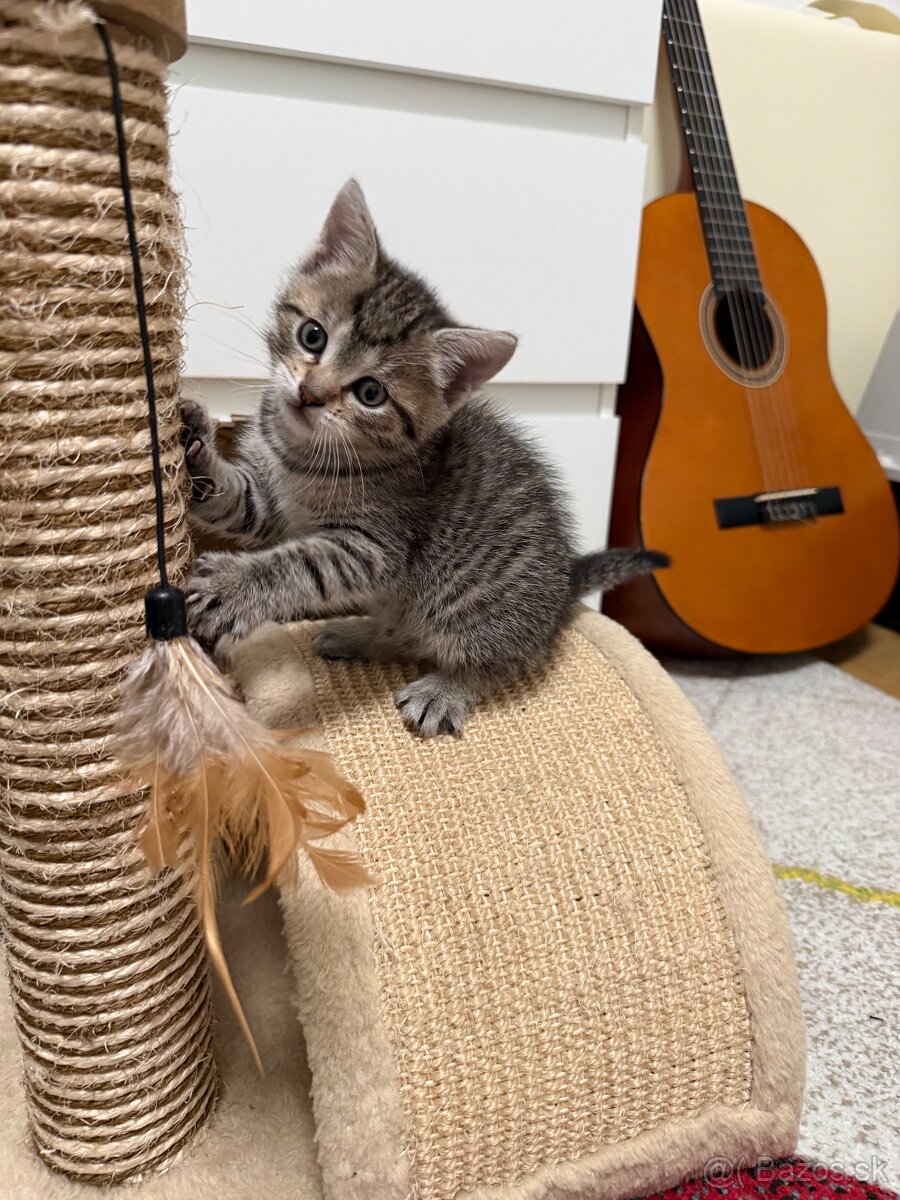 Darujem kocurika - 2