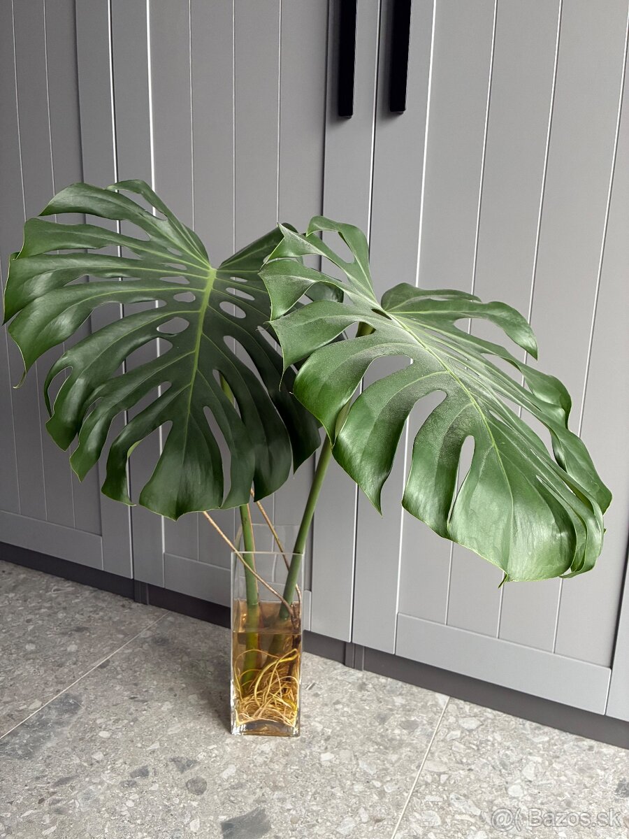 MONSTERA ZAKORENENÁ VO VODE (zatiaľ) - 2