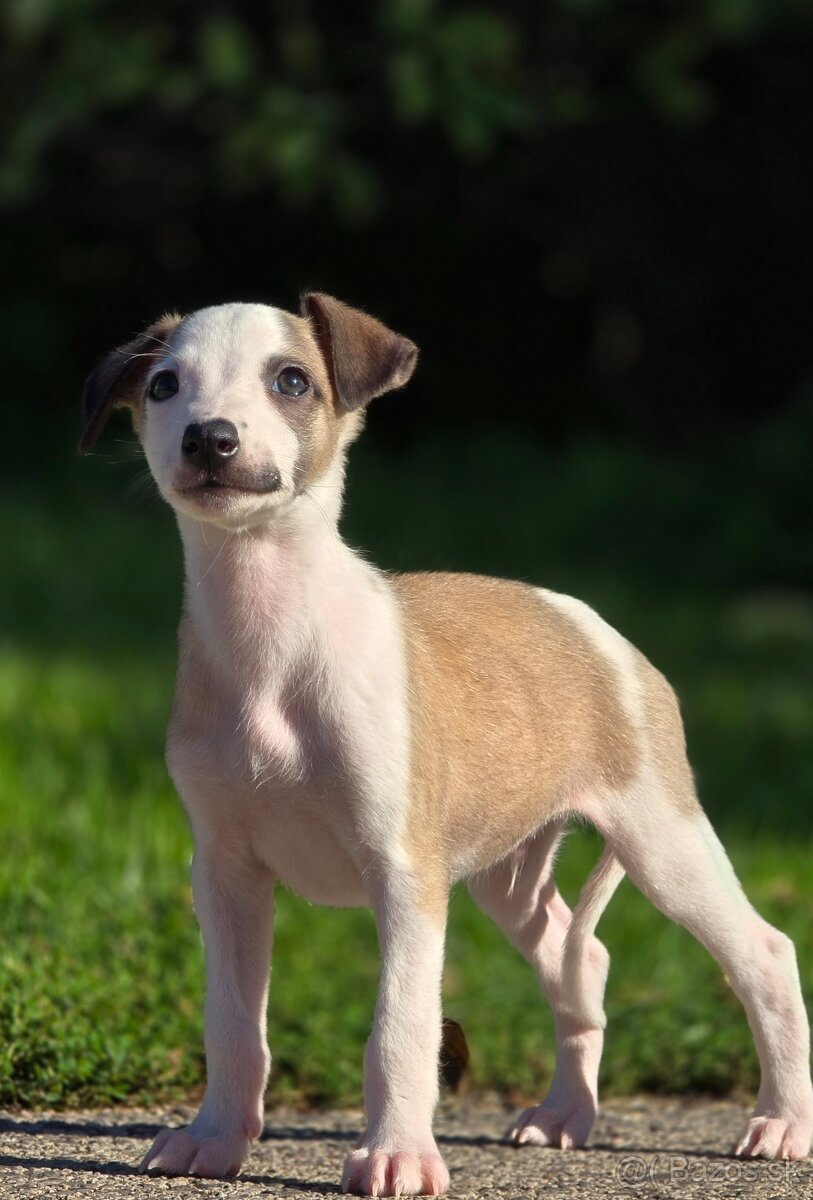 Vipet, Whippet s PP - 2