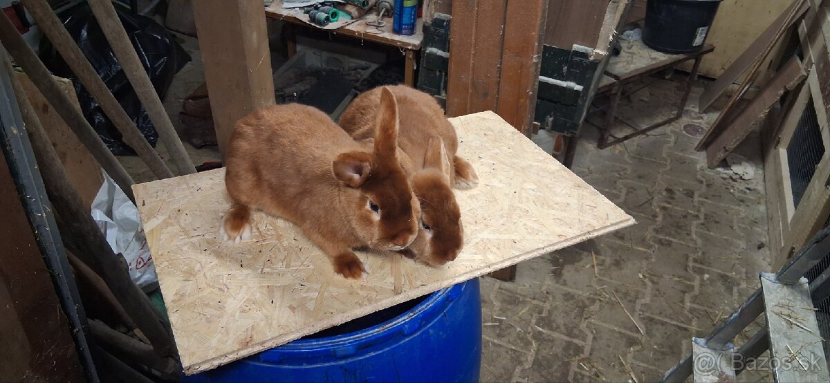 Červený saténový kralik - 2