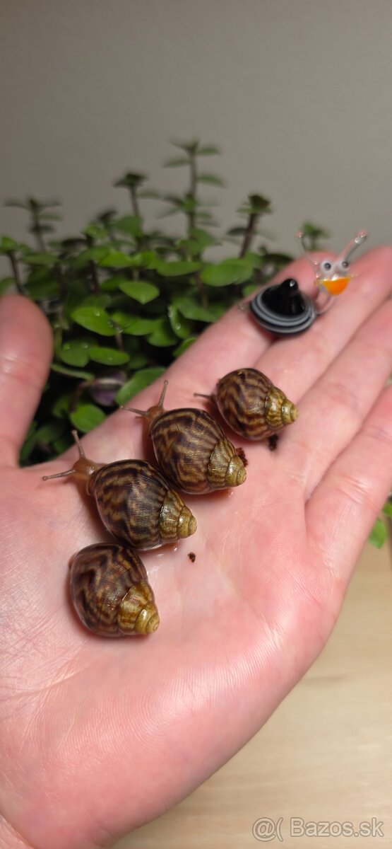 Africký slimák - 2