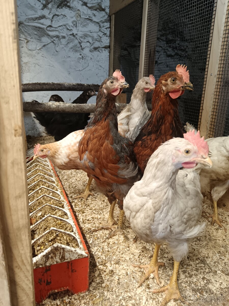 Predám mladé kohúty - 2
