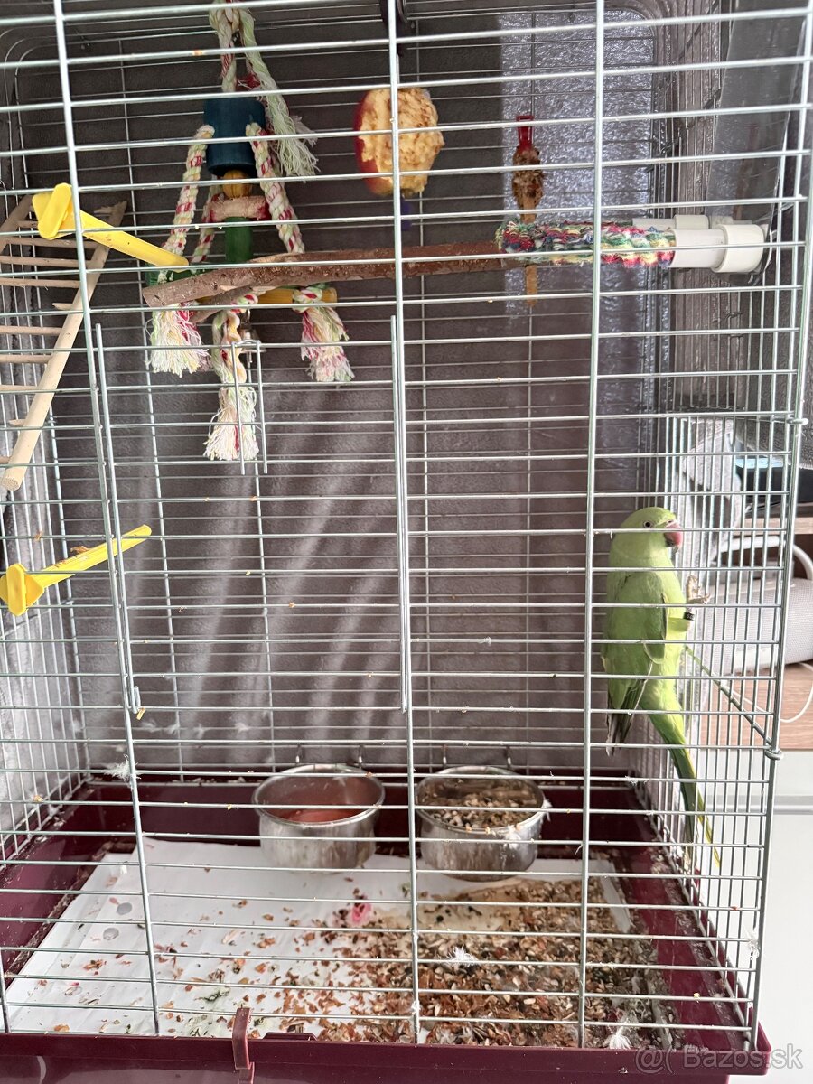 Alexander malý s klietkou - 2