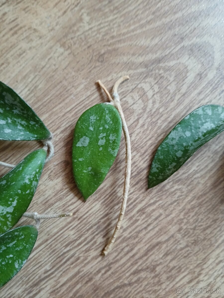Hoya phuwuaensis - 2