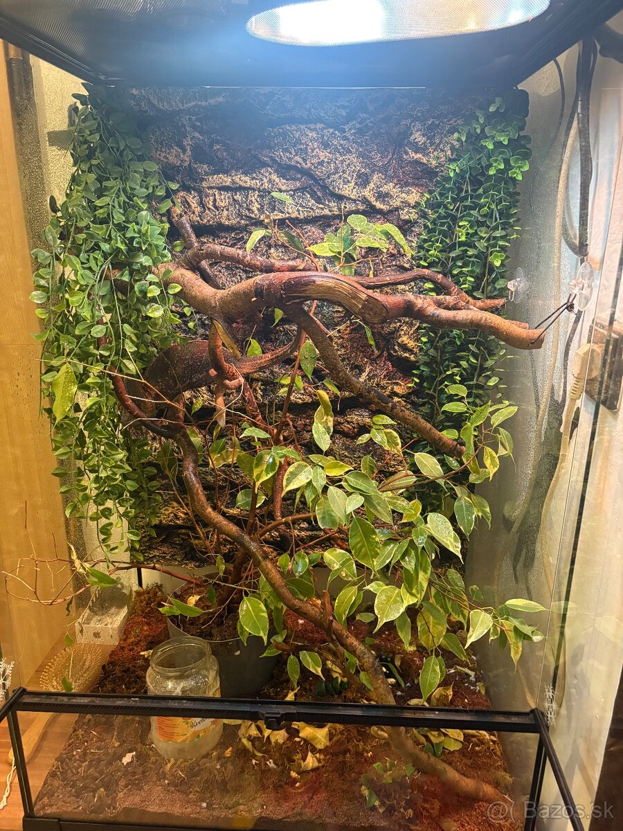 Chameleon jemensky + terarium - 2