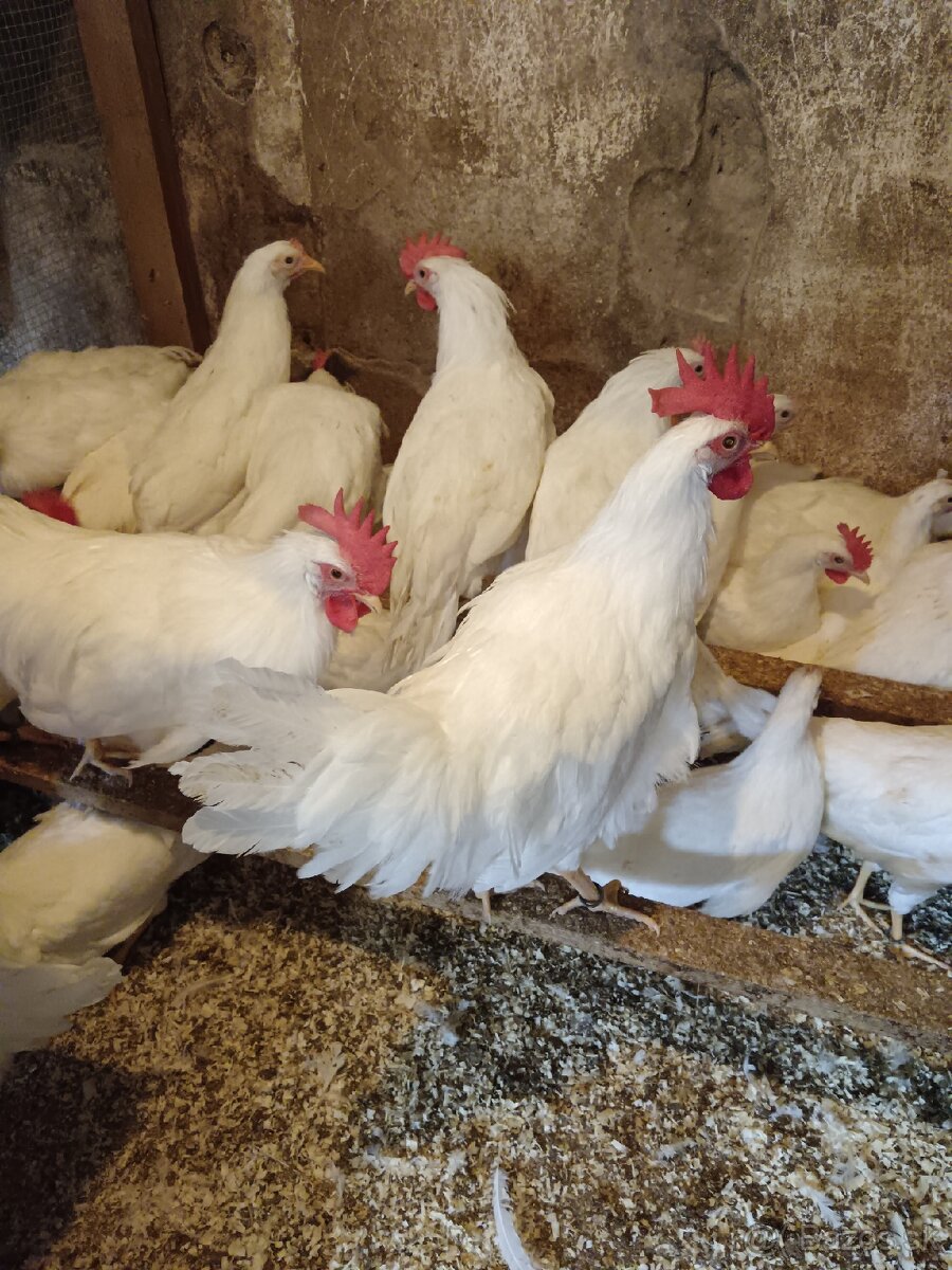 Leghorn - 2