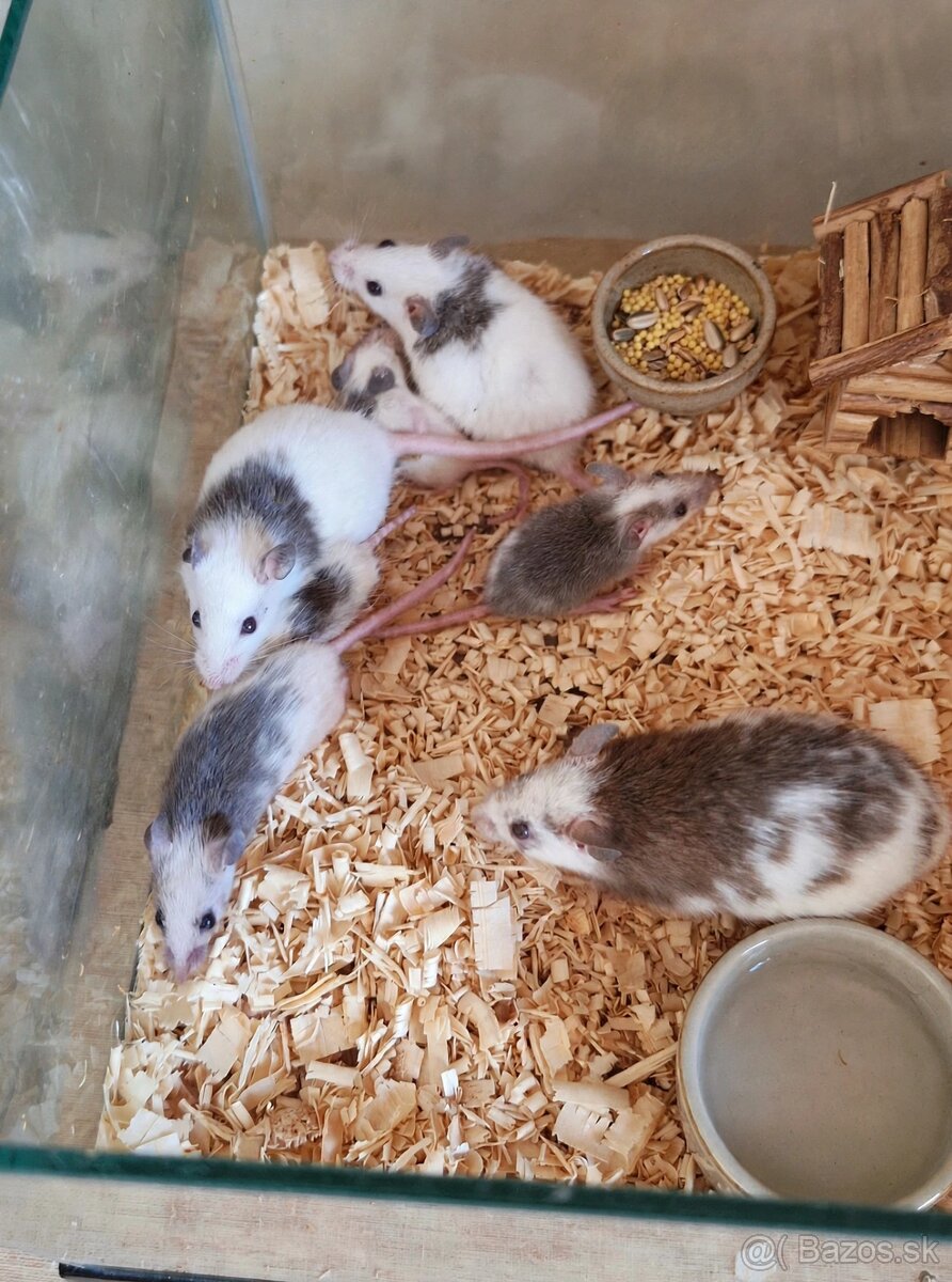 Predám mastomyši - 2