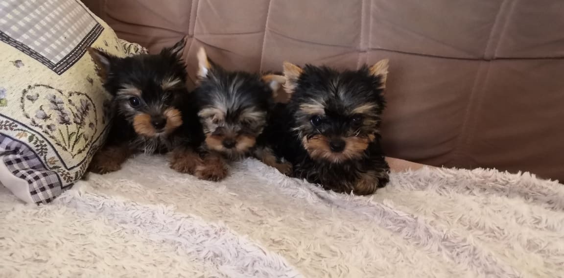 Yorkshirsky teriér Yorkshir - 2