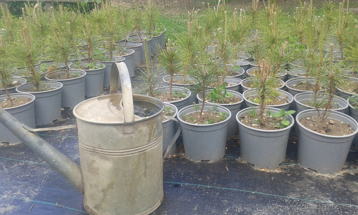 Borovica čierna ihličňan - 2