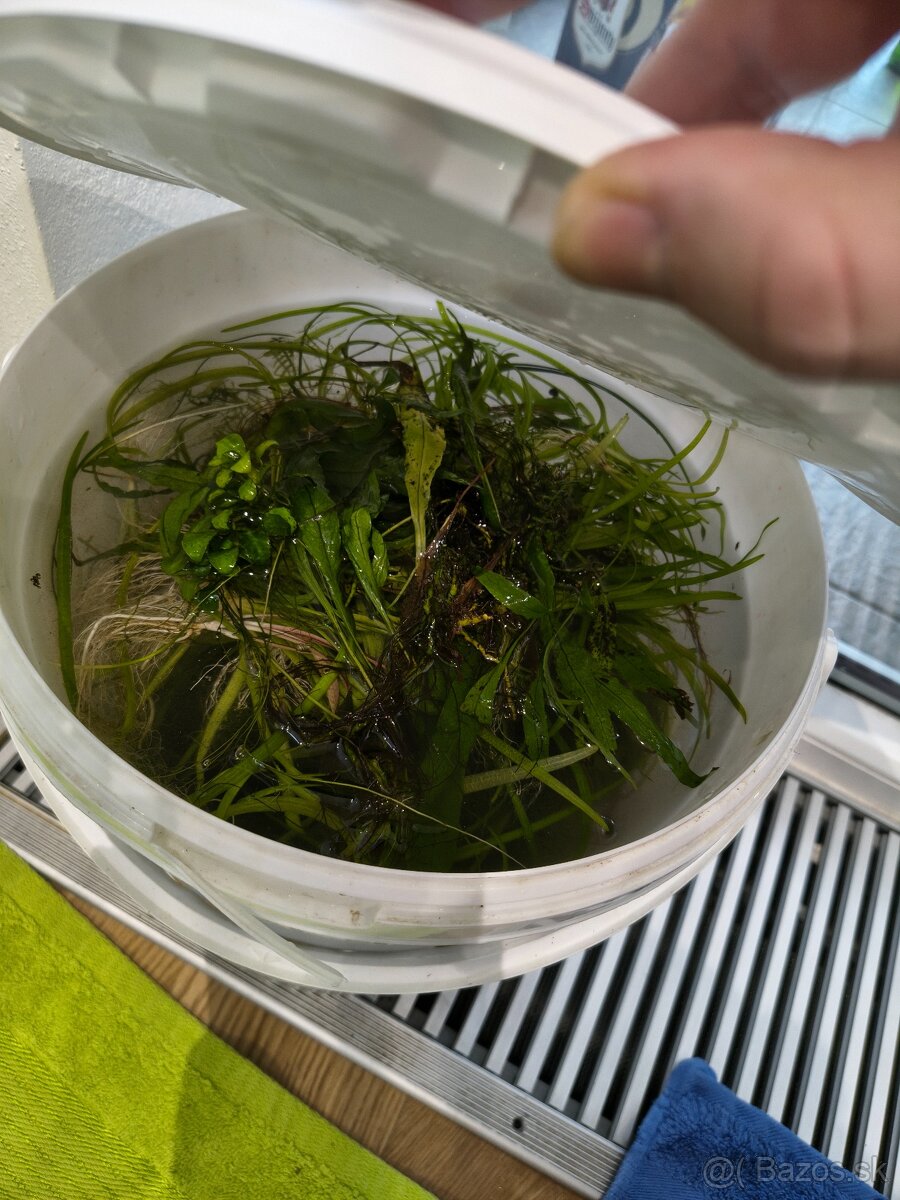 Akvarijné rastliny - 2