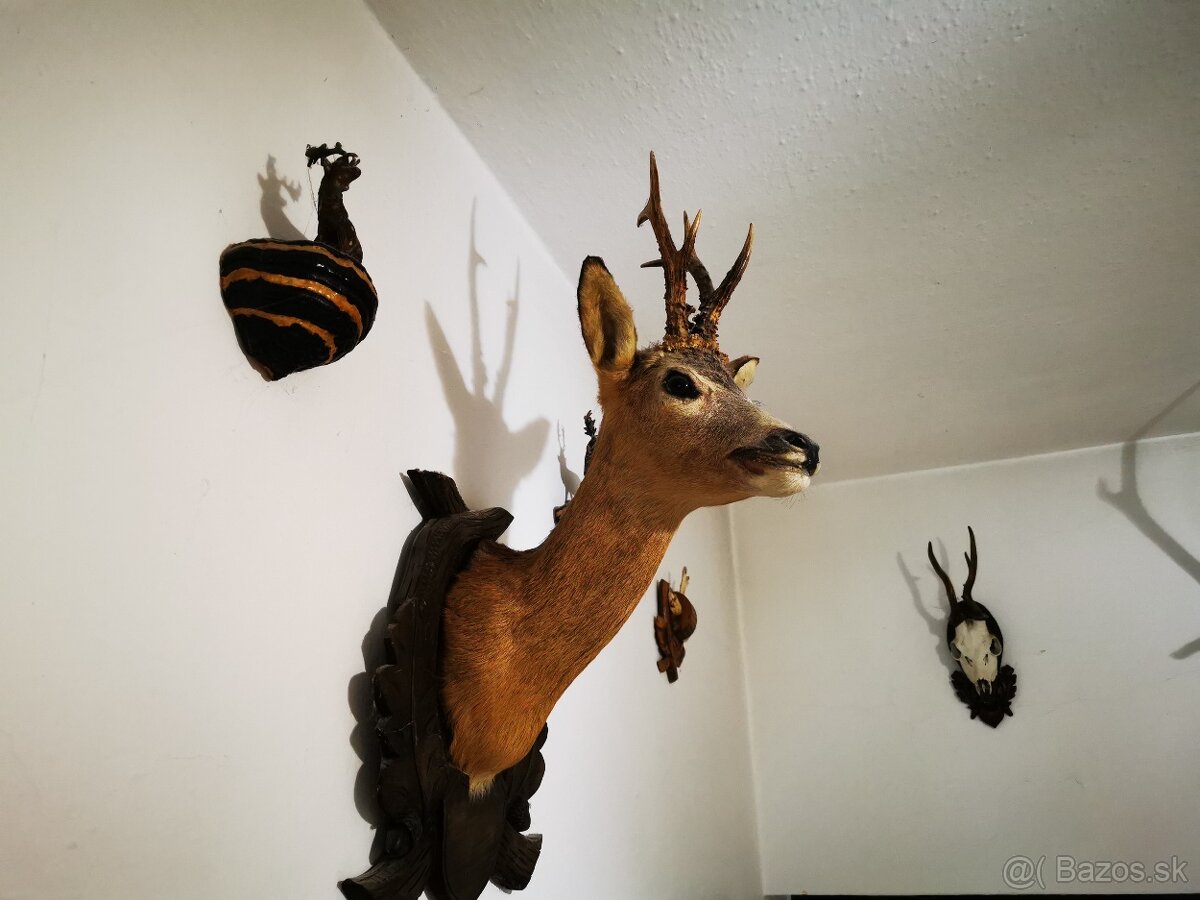 Srnec a iné trofeje - 2