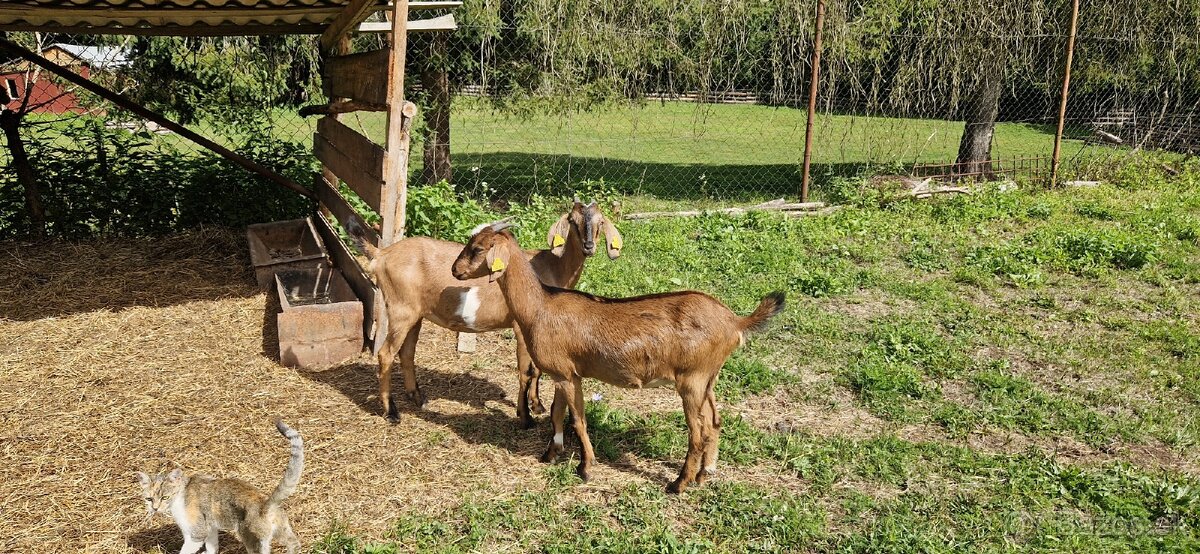 Angulobijske kozy - 2