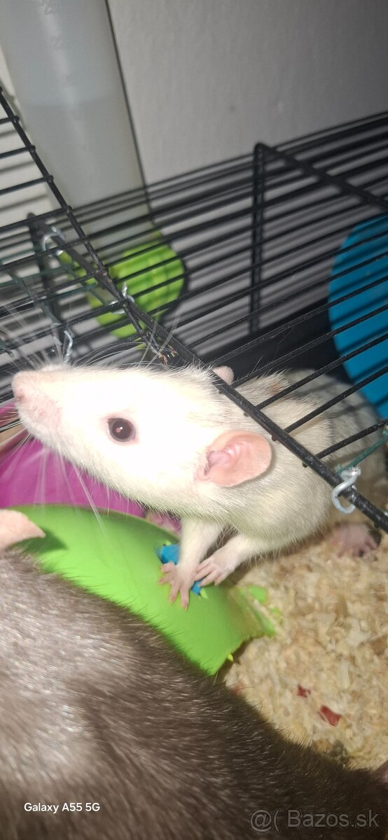 Darujem potkany + klietka - 2