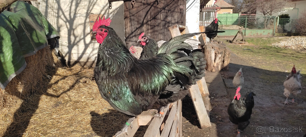 Kuriatka Australorpky - 2