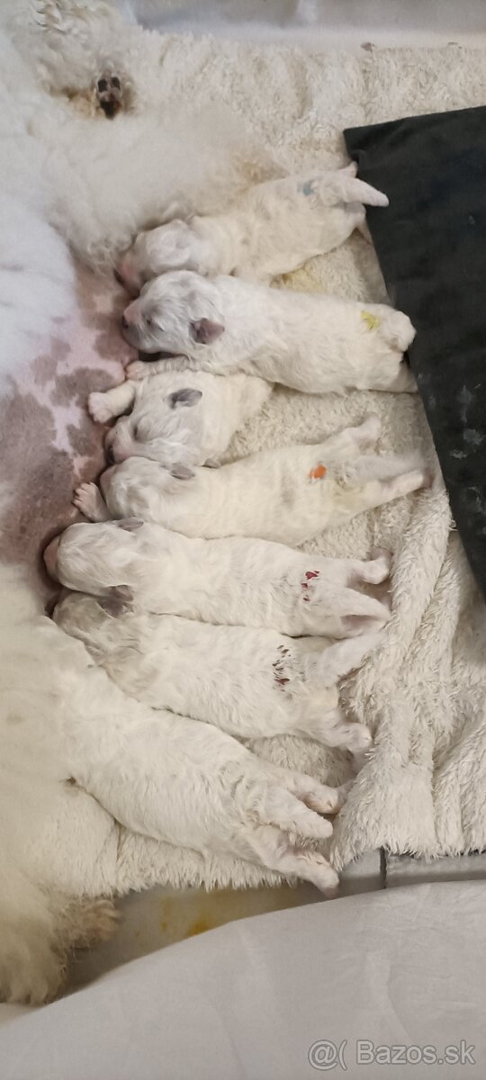 Bichon frise (bišonik) šteniatko s PP - 2