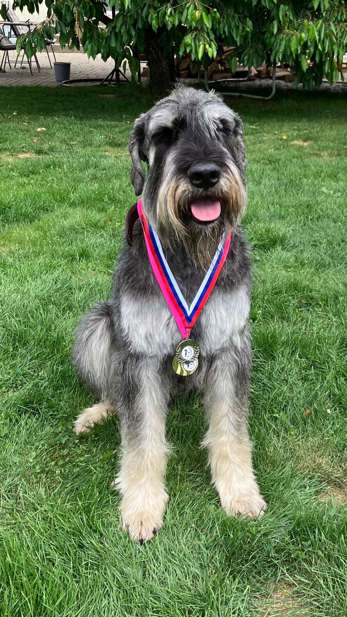 Veľký bradáč - 2