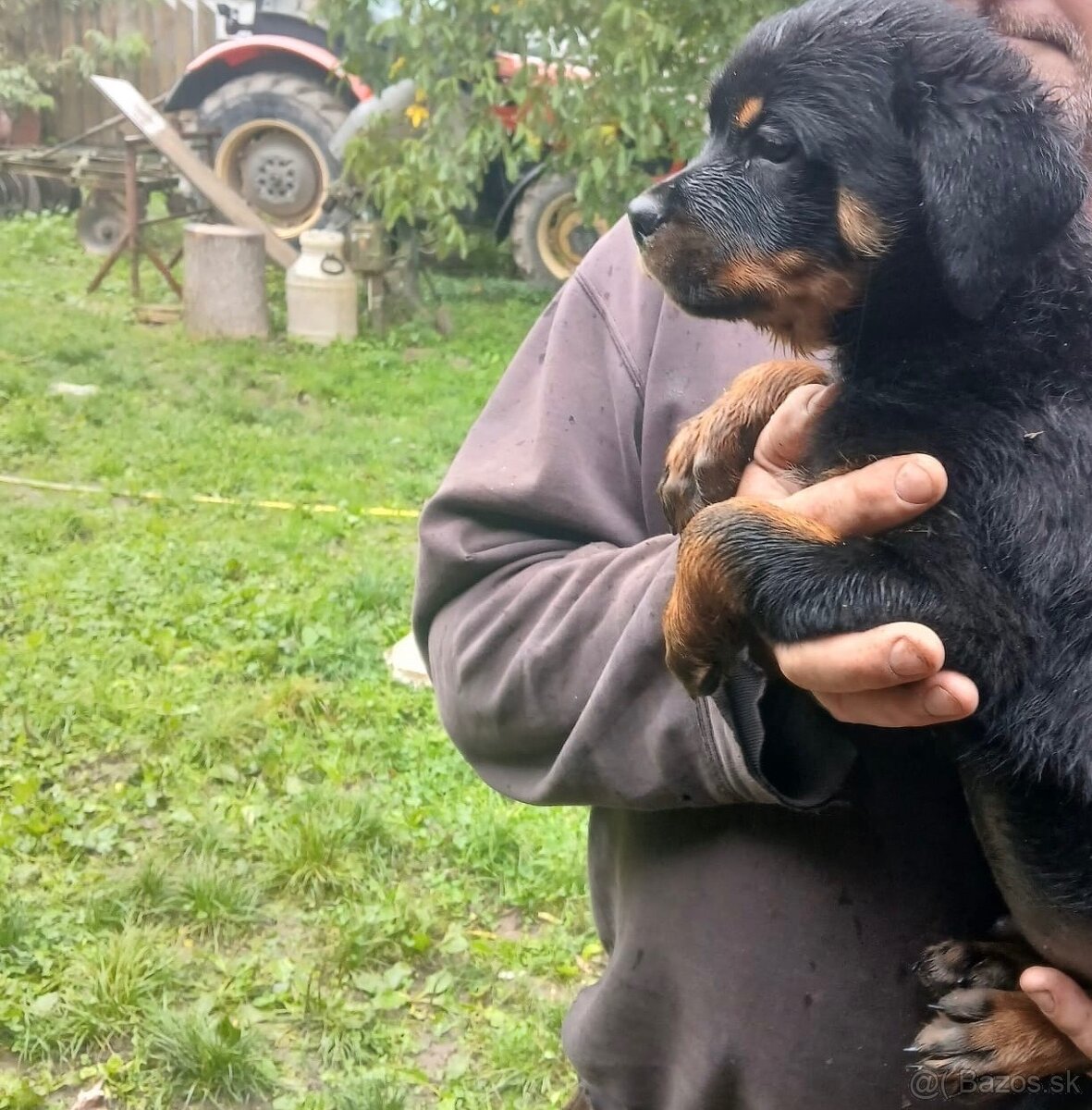 Rotvajler, rtw, rottweiler - 2