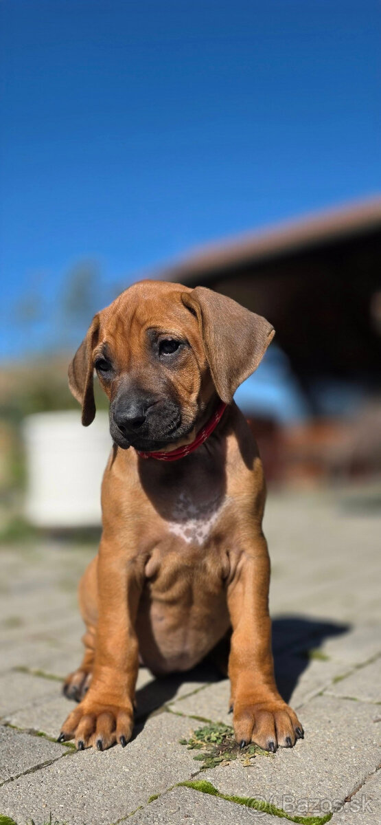 Rhodesian Ridgeback / Rodézsky ridgeback s fci PP - 2