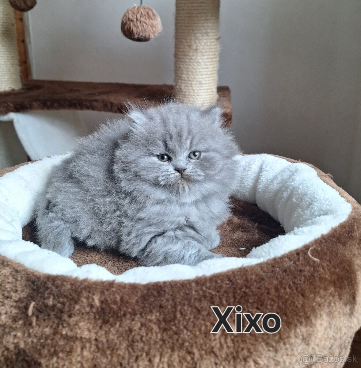 Britské modré mačiatka s PP - 2