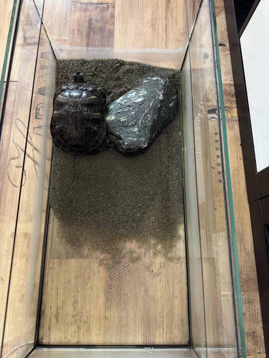 Korytnačka a 45l akvárium - 2