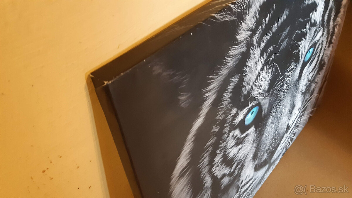 Predám obraz tigra tlac na platne. - 2